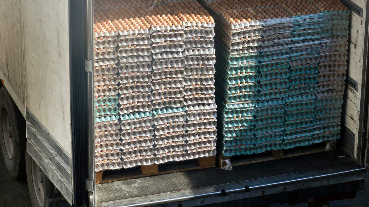 Agricultural exports are growing, especially a lot of Dutch milk and eggs abroad |  Economy