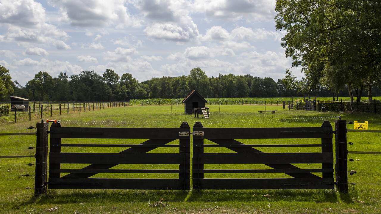 Niemand vervolgd voor doden wolf in Wapse, OM wel kritisch op handelen