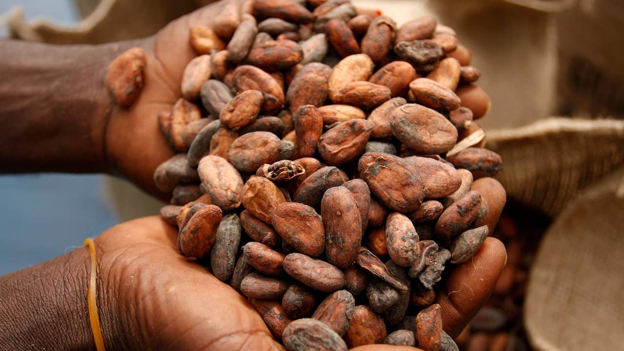 CBS: The Netherlands' largest importer of cocoa beans in the world ...