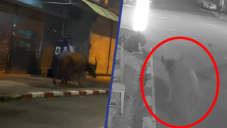 Thai schrikken van rondrennende waterbuffel in stad