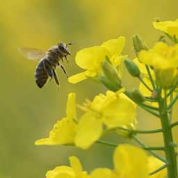 Nieuw Nederlands platform toont dieren en planten in de omgeving