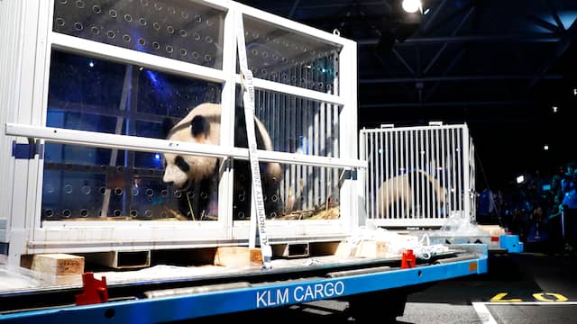 Panda S Ouwehands Dierenpark Mogen Op 30 Mei Naar Buiten Nu