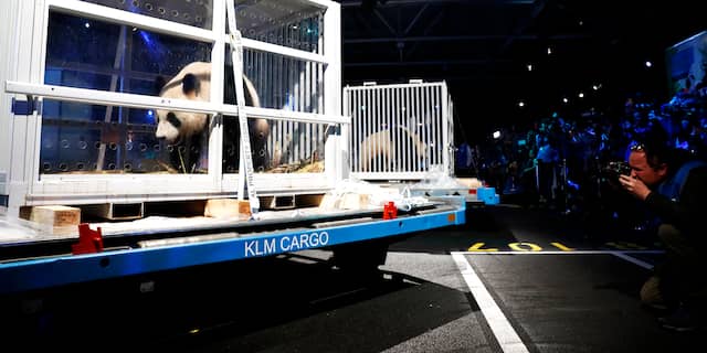 Reuzenpanda's komen aan in Nederland