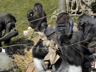 Rouwende Blijdorp-apen hebben eerst rust nodig, daarna een leider van buiten