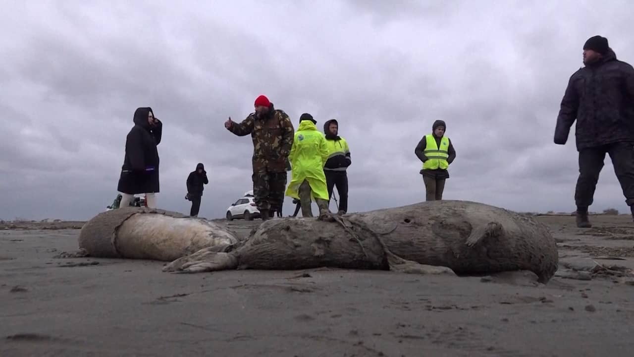 Beeld uit video: Honderden dode Kaspische zeehonden aangespoeld in Rusland