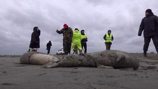 Honderden dode Kaspische zeehonden aangespoeld in Rusland