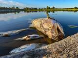 Duitsland en Polen onderzoeken massale vissterfte in rivier de Oder
