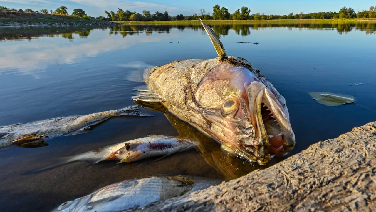 Germania e Polonia indagano sulla morte di un pesce gigante nel fiume Oder |  gli animali