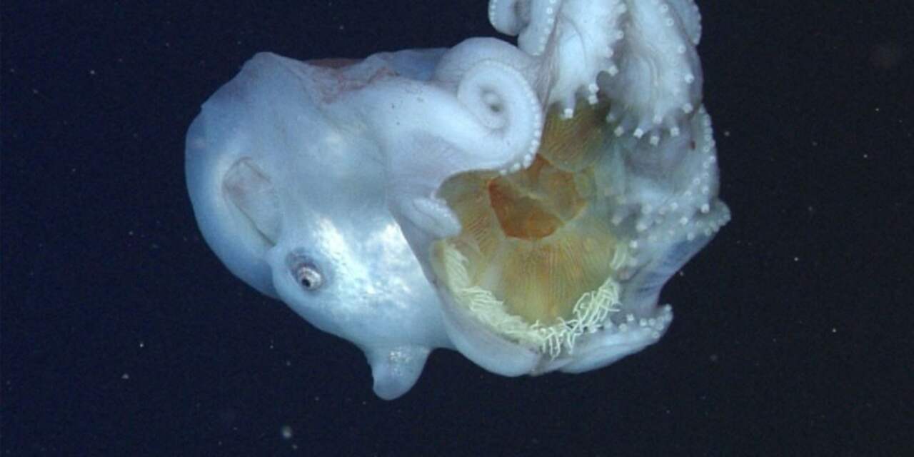 Dieet zevenarmige octopus voor het eerst op beeld