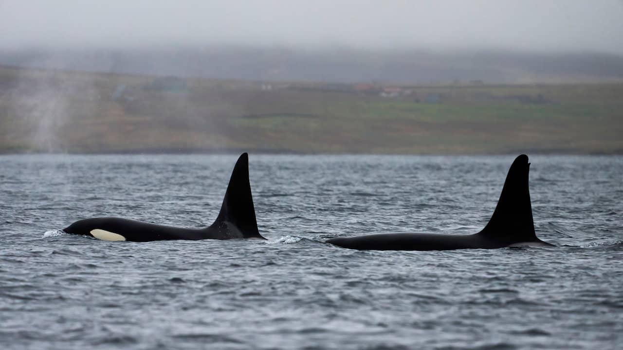 Orca colpisce la barca a vela dell’olandese in Norvegia, primo report da questa regione |  Animali