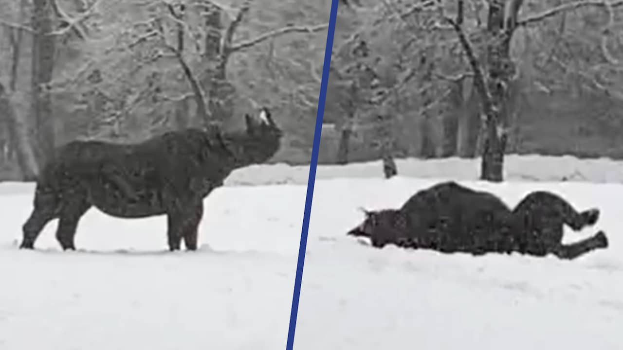 Beeld uit video: Neushoorn rolt door sneeuw in Beekse Bergen