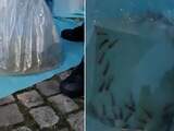 Politie Amsterdam treft vloeibare cocaïne aan bij lading levende vissen