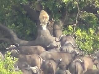 Leeuw in Zuid-Afrika vlucht boom in vanwege grote kudde buffels