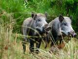 Wilde zwijnen op Veluwe wacht hongerdood door eikeltekort