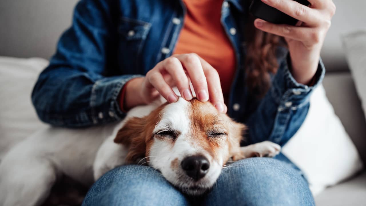 Pourquoi un animal de compagnie est bon pour la santé |  Santé