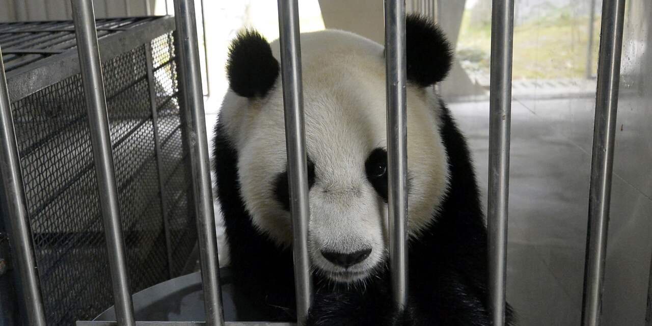 Wageningen krijgt geen extra parkeerplaats voor pandafans