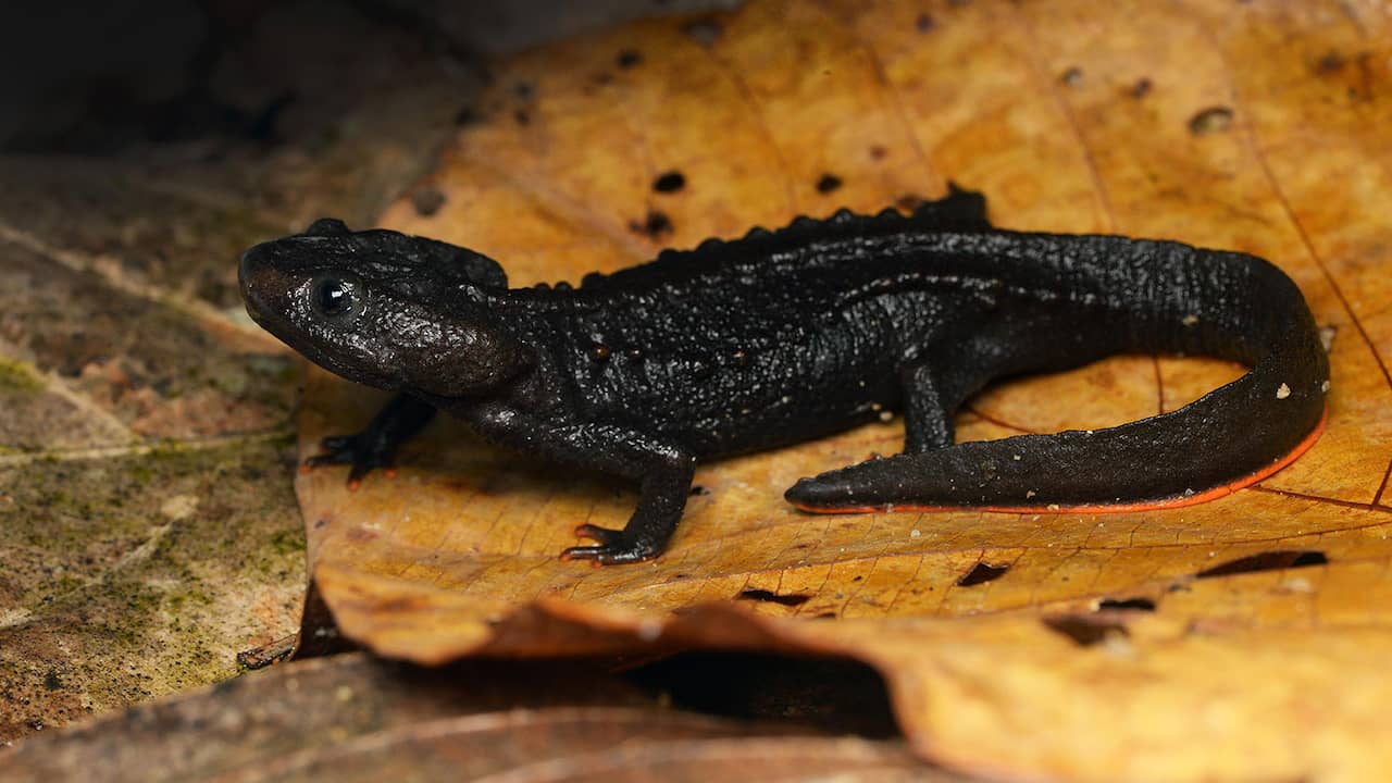 380 new plant and animal species discovered in Southeast Asia |  Animals