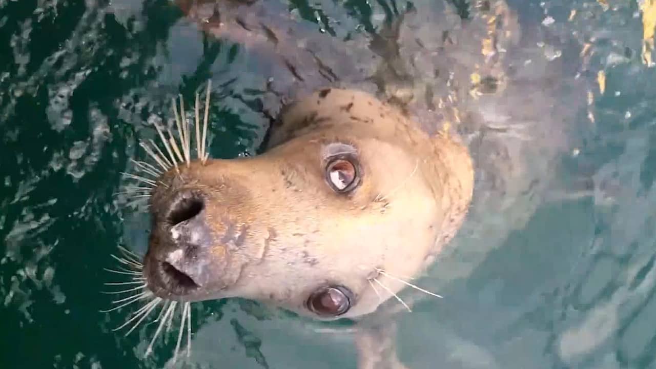 Beeld uit video: Britse visser is al tien jaar lang bevriend met blinde zeehond