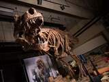 De in 1991 gevonden Tyrannosaurus rex 'Scotty' is de allergrootste T-rex ooit. Hij weegt over 9.000 kilogram.
