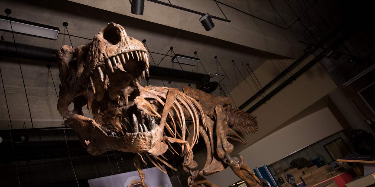 Allergrootste Tyrannosaurus rex ooit gevonden