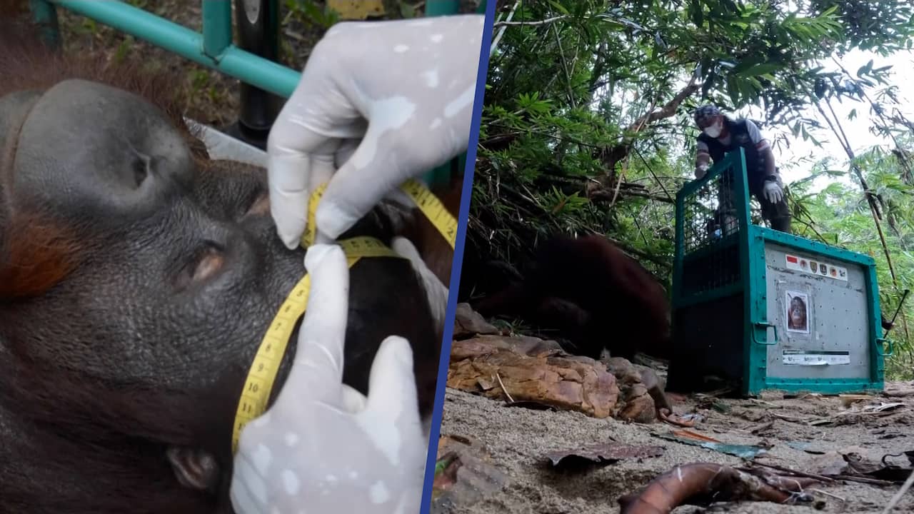 Beeld uit video: Opvangcentrum laat orang-oetan vrij in bos op Borneo