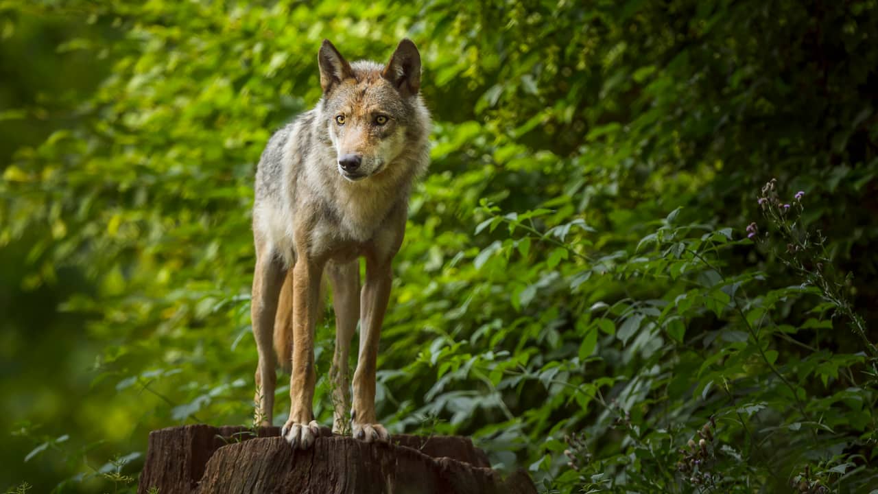 Image from video: The wolf seems to be here to stay: how do we deal with the predator?