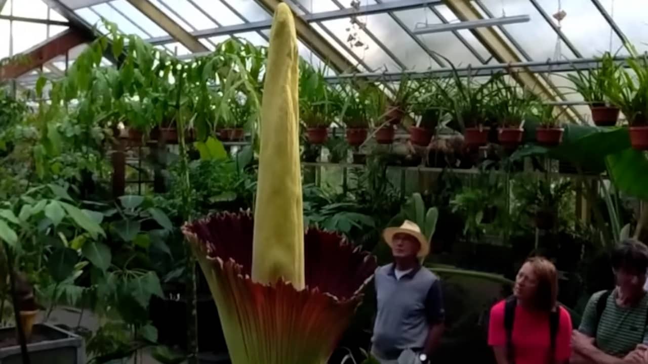 Beeld uit video: Timelapse laat de tweede bloeiende penisplant in Leiden zien