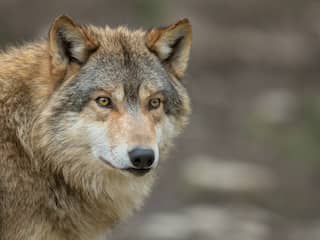 Plan om brutale wolf in Friesland af te schrikken met gastoeter of rotjes