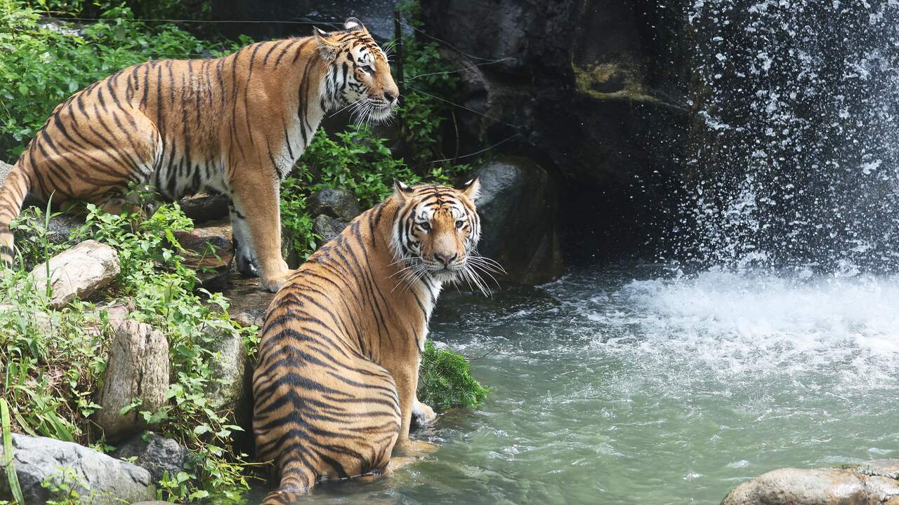 The Success of Tiger Conservation in Bhutan: A 25% Increase in Tiger Population