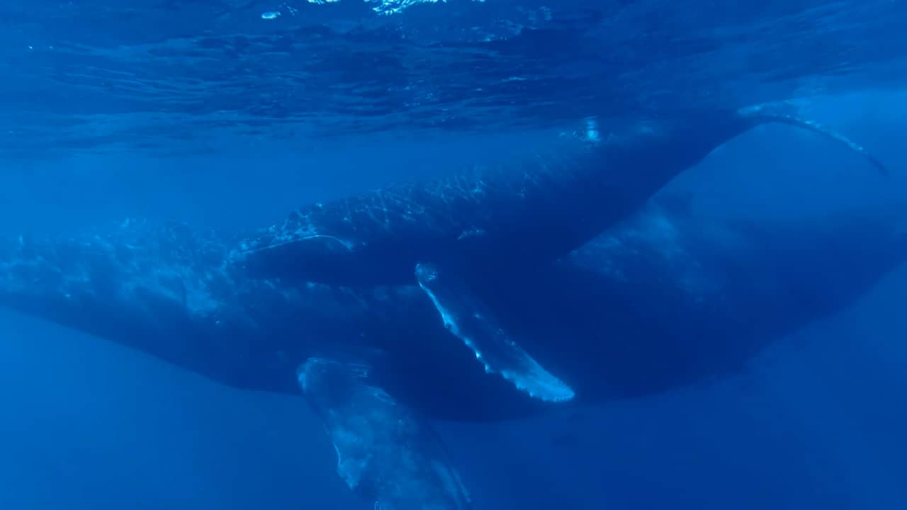 Beeld uit video: Toerist filmt zingende walvissen in de Grote Oceaan