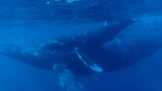 Toerist filmt zingende walvissen in de Grote Oceaan