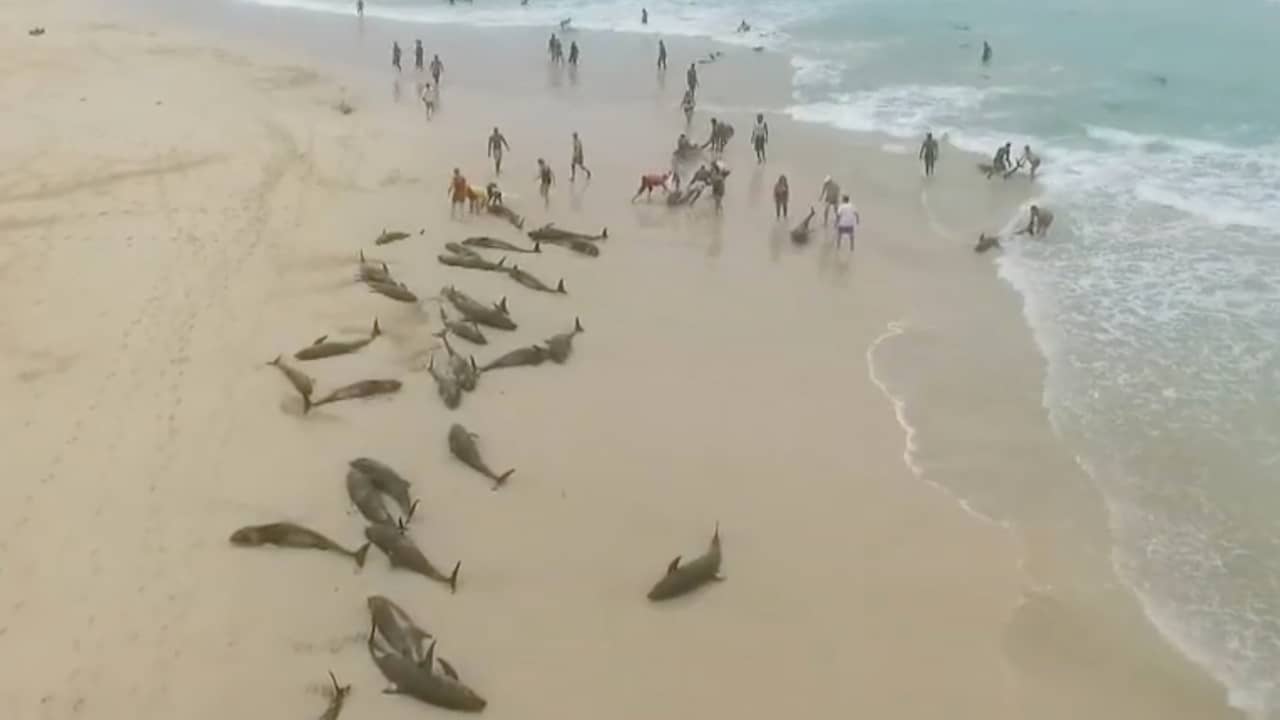 Beeld uit video: Ruim 130 witlipdolfijnen spoelen aan op Kaapverdisch eiland