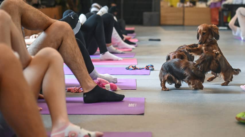 Italiaans gezondheidsministerie verbiedt yoga met puppy's