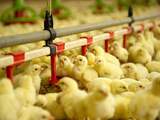 Animal Rights toont beelden mishandeling kuikens pluimveebedrijf België