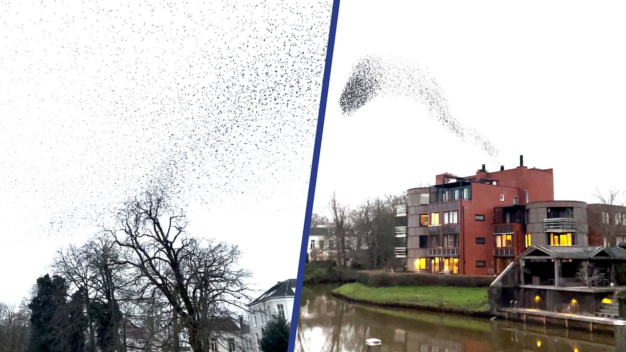 Beeld uit video: Zwerm spreeuwen danst boven de binnenstad van Zwolle