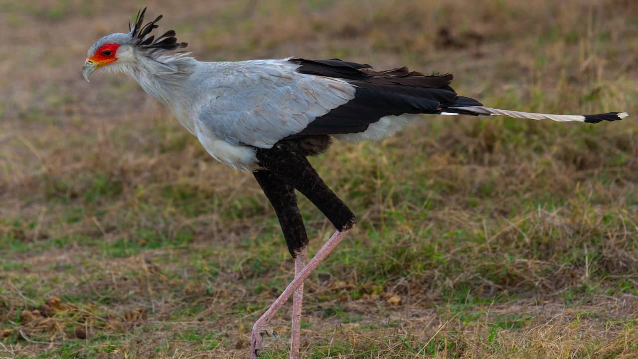 1st secretary bird born in Blijdorp zoo |  NOW