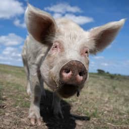 Grote stap in onderzoek naar erectieproblemen: kunstweefsel kan varkens helpen