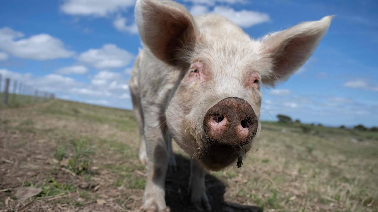 Важный шаг в исследовании проблем с эрекцией: синтетическая ткань может помочь свиньям  наук