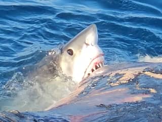 Witte haai verslindt walviskarkas voor kust van Florida