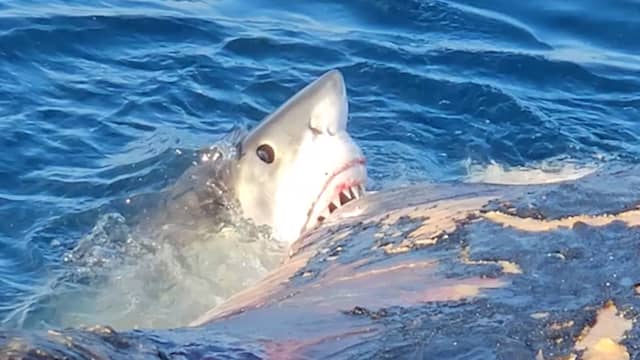 Witte haai verslindt walviskarkas voor kust van Florida
