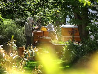 Kwart bijenvolken overleefde winter niet, grootste sterfte sinds 2010