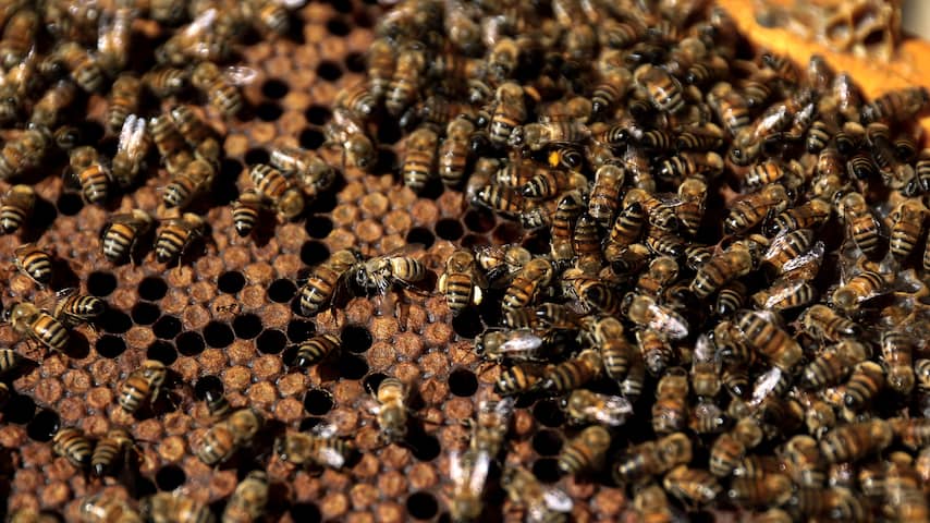 Drentse bijenvolken geruimd vanwege besmettelijke ziekte