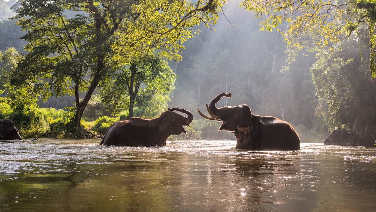 Gli elefanti hanno già perso quasi i due terzi del loro habitat in Asia |  Animali