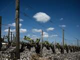 Wijnboeren in Bordeaux denken dat wijnen rooksmaak krijgen door bosbranden