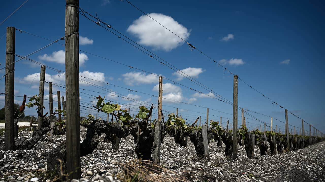 Bordeaux winemakers assume forest fires give wines a smoky flavor |  NOW