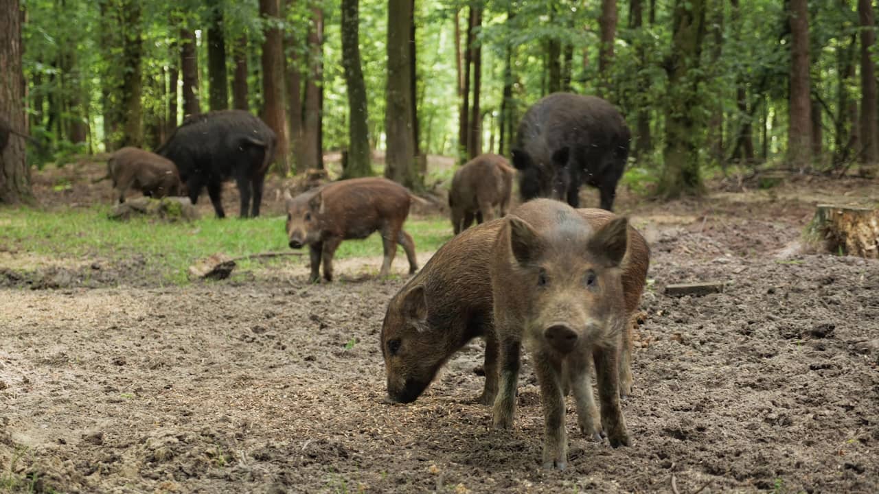 Because worms and insects have hidden deep in the ground, wild boars do not find enough food.