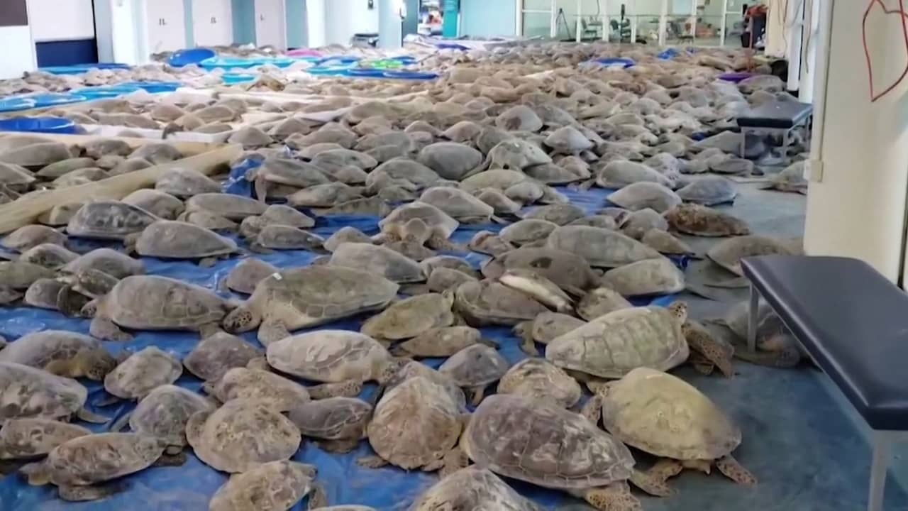 Beeld uit video: Duizenden schildpadden gered in door winterweer getroffen Texas
