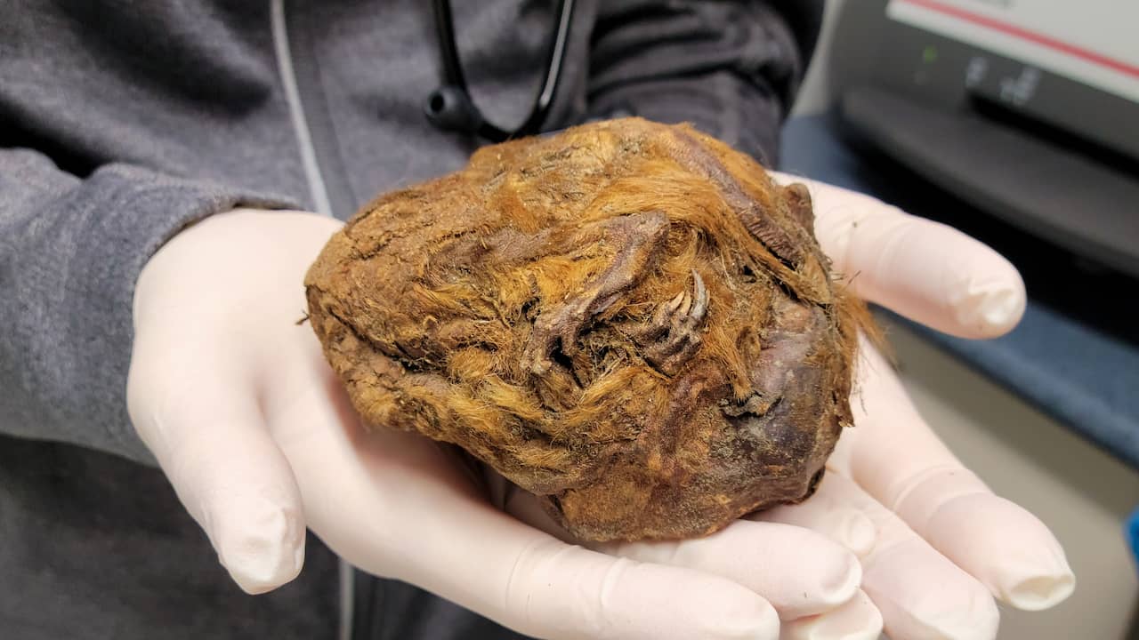L’orbe moelleux du Canada s’avère être un écureuil de 30 000 ans |  Science