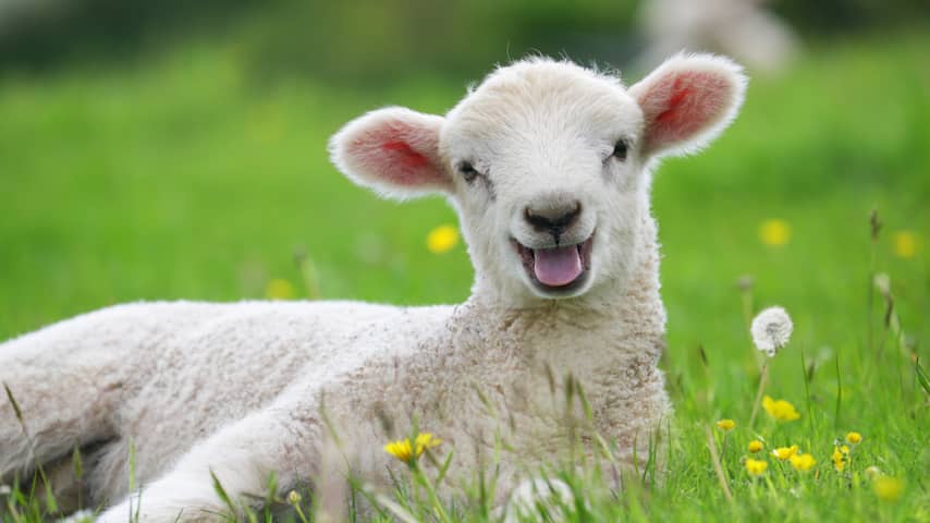 Het goede nieuws deze week: schapen(houders) opgelucht en duizenden lintjes
