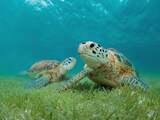 Groene zeeschildpadden eten al duizenden jaren in hetzelfde 'zeegrasrestaurant'